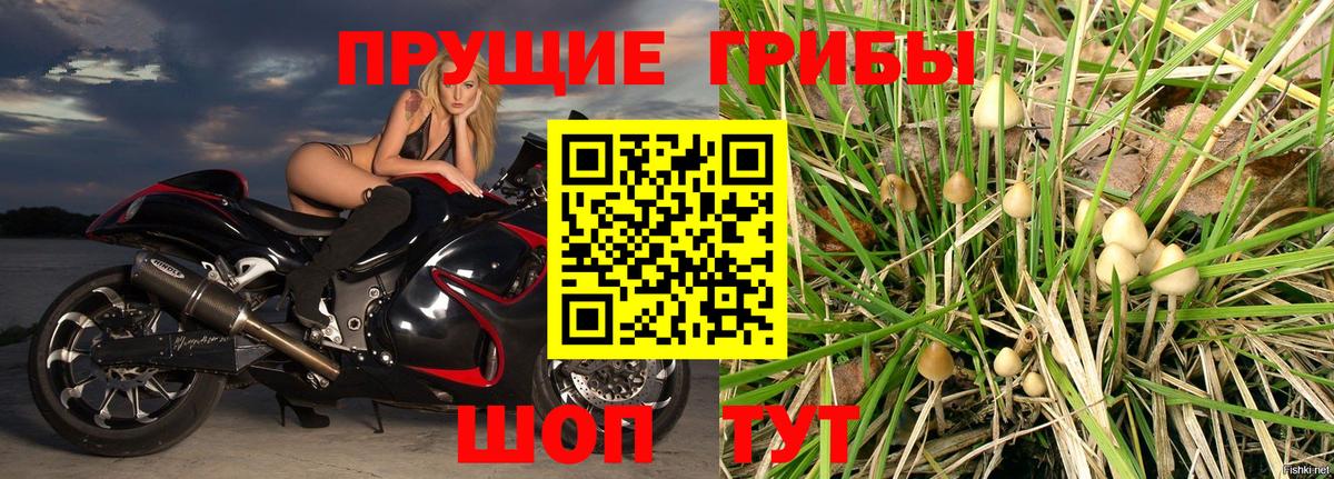 Псилоцибиновые грибы Cubensis  где можно купить   Кореновск 